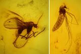 Fossil Moth fly (Psychodidiae) & Fly (Diptera) In Baltic Amber #142229-2